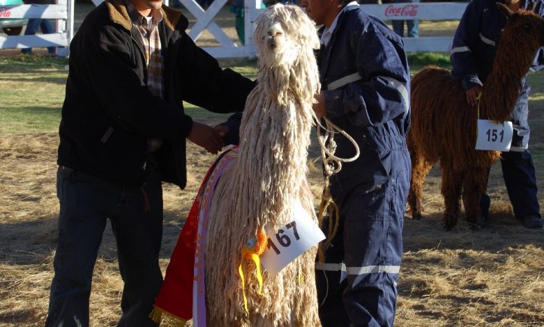 Prize Winning Suri Alpaca, Huancaro