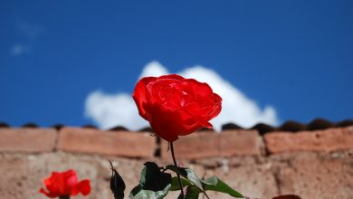 Rose Shining in a Bright Dry-Season Sky