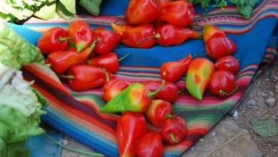 Unnamed and Unusual Variety of Hot Pepper in Cuzco's Market
