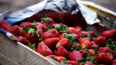 Fresh Strawberries to Make Frutillada (Walter Coraza Morveli)