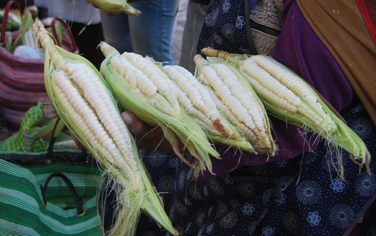 Ears of Fresh White Corn