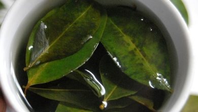 Coca Leaves Steeping to Make Coca Tea