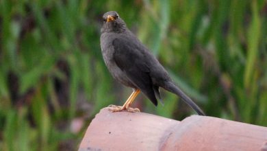 Cuzco's Chihuaco Bird (Walter Coraza Morveli)