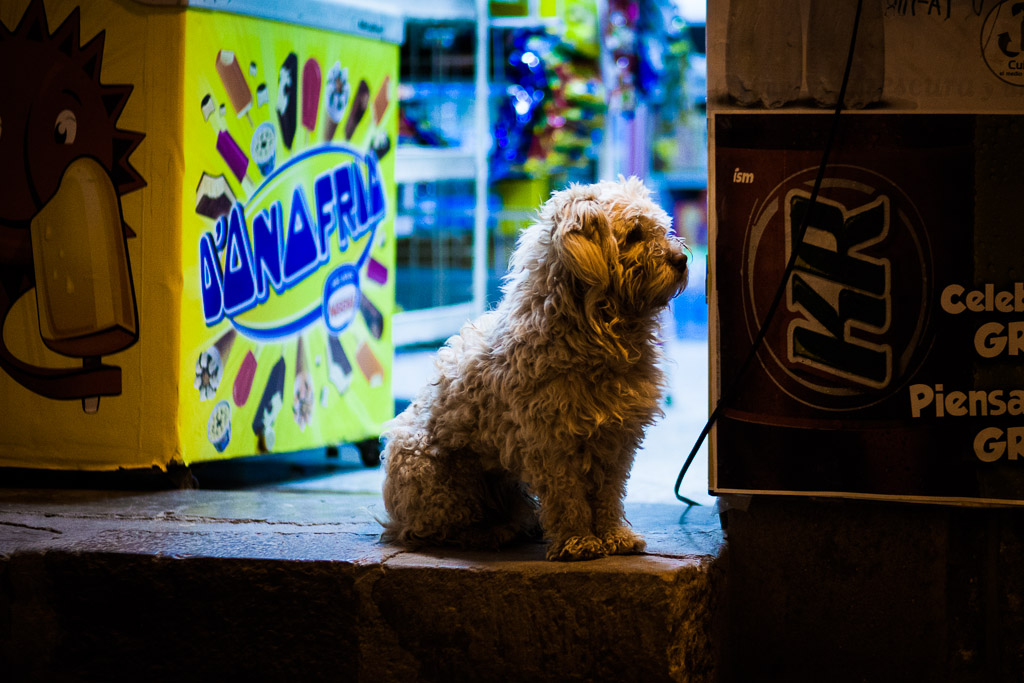 A Shopdog