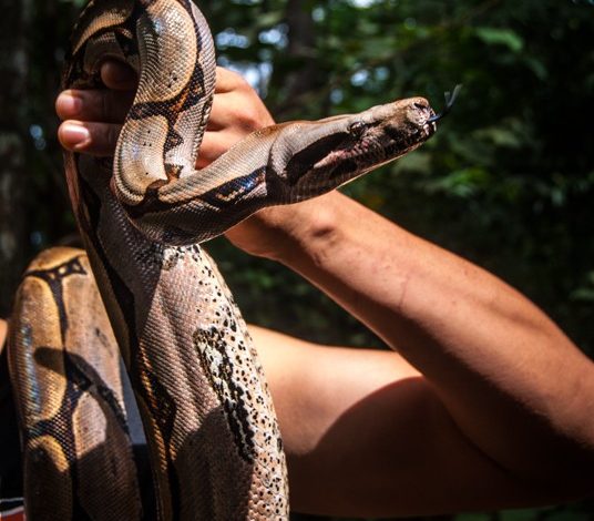 A Snake in the Hand (Photo: Wayra)