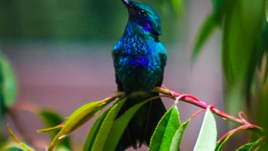 The Sacred Andean Hummingbird (Photo: Walter Coraza)