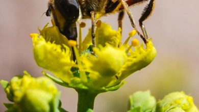 It is Spring, Honeybee on a Rue Flower (Photo: Walter Coraza)