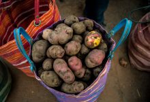Huayro Potato from Cuzco (Photo: Walter Coraza)