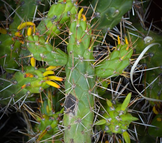 Cactus in Shape of the Cross (Photo: Walter Coraza Morveli)