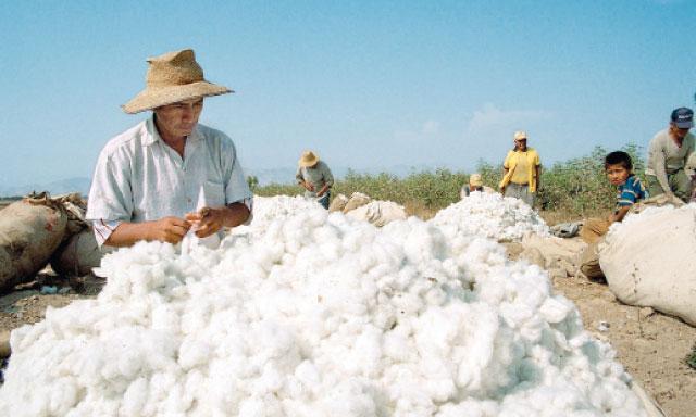 Cotton Producers in Peru