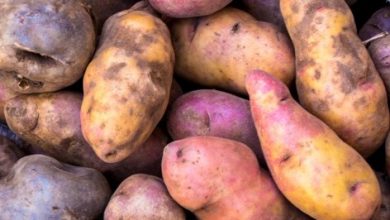 Colorful Potatoes (Photo: Wayra)