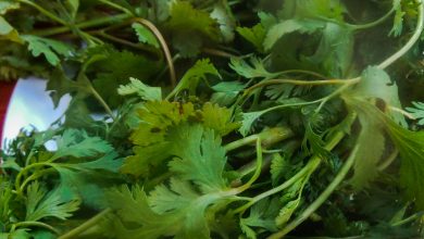 Asnapa: Bundle of Herbs (Arnold Fernandez)