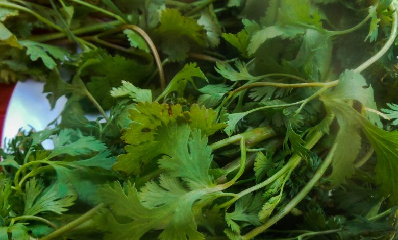 Asnapa: Bundle of Herbs (Arnold Fernandez)