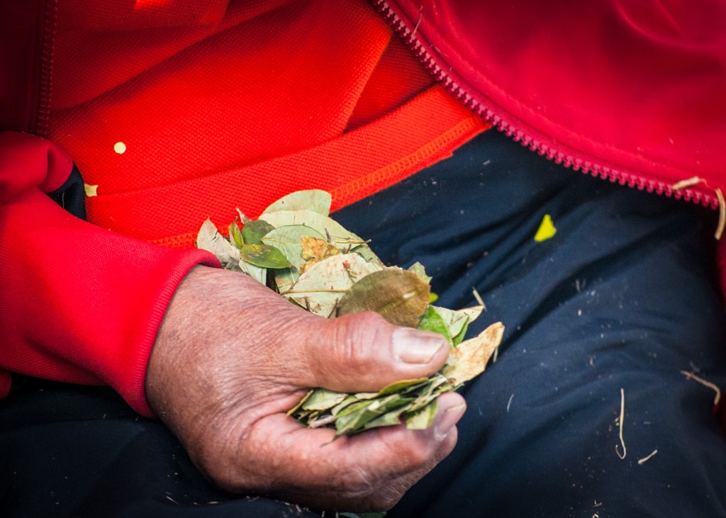 A Handful of Coca Leaves (Walter Coraza)