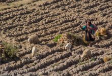 Sheep Grazing in a Field (Walter Coraza Morveli)