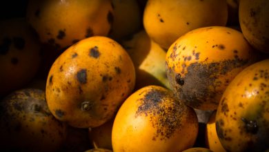 Fresh Mangos From Quillabamba - Cusco (Walter Coraza Morveli)