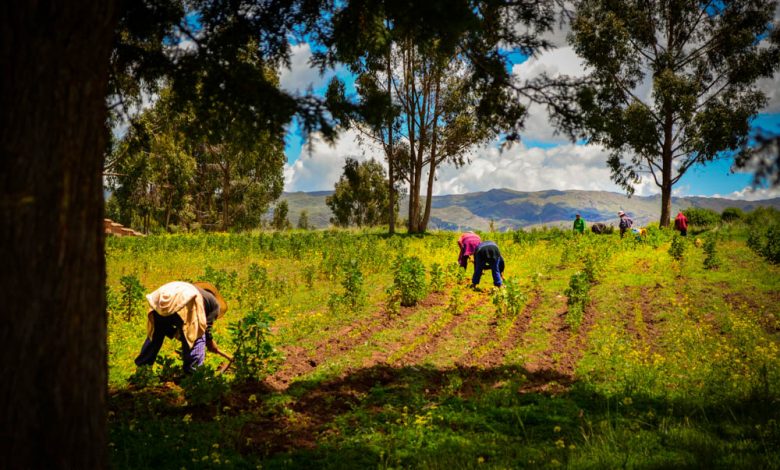 People Working a Field in Ayni (Walter Coraza Morveli)