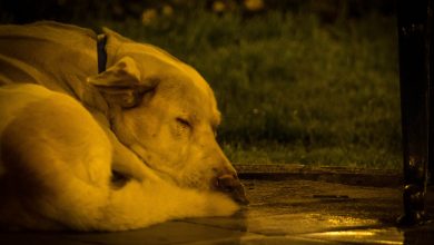 Free Roaming Dog Sleeping in the Street (Walter Coraza Morveli)