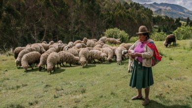Herding Sheep in Cusco (Craig Howes)