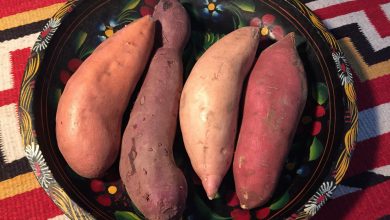 Four Different Kinds of Sweet Potatoes in Utah
