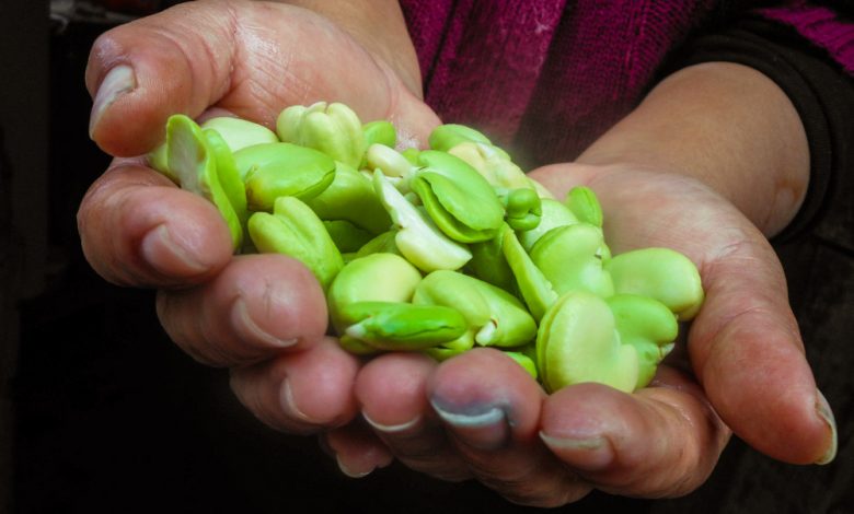 Fresh and Green Beans from the Farms of Cusco