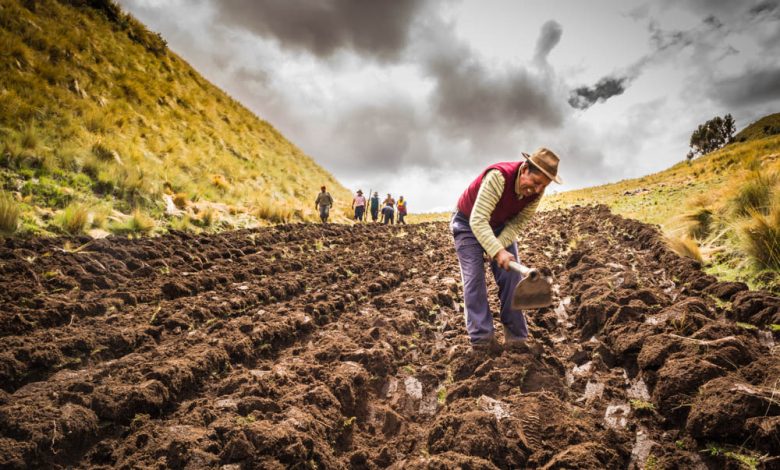 Working the earth in the south of Cusco