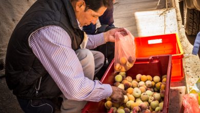 Selecting peaches from a bin (Hebert Edgardo Huamani Jara)