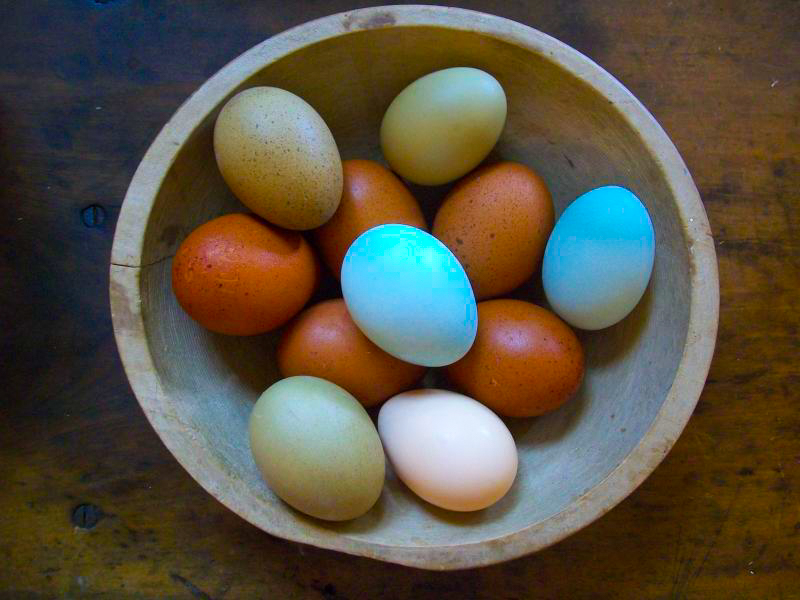 Huevos Araucanas Multicolores