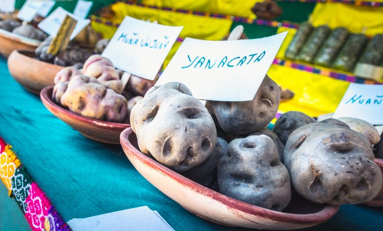 Exhibit of Native Potatoes in the Huancaro Fair (Walter Coraza Morveli)