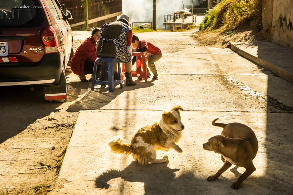 Perros jugando en la calle (Walter Coraza Morveli)
