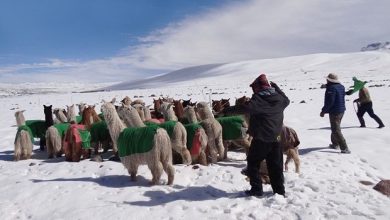 Alpacas in Puno