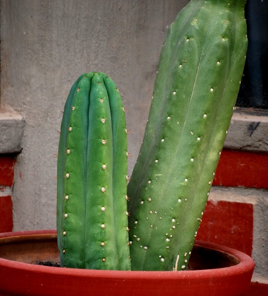 Wachuma o San Pedro Cactus 