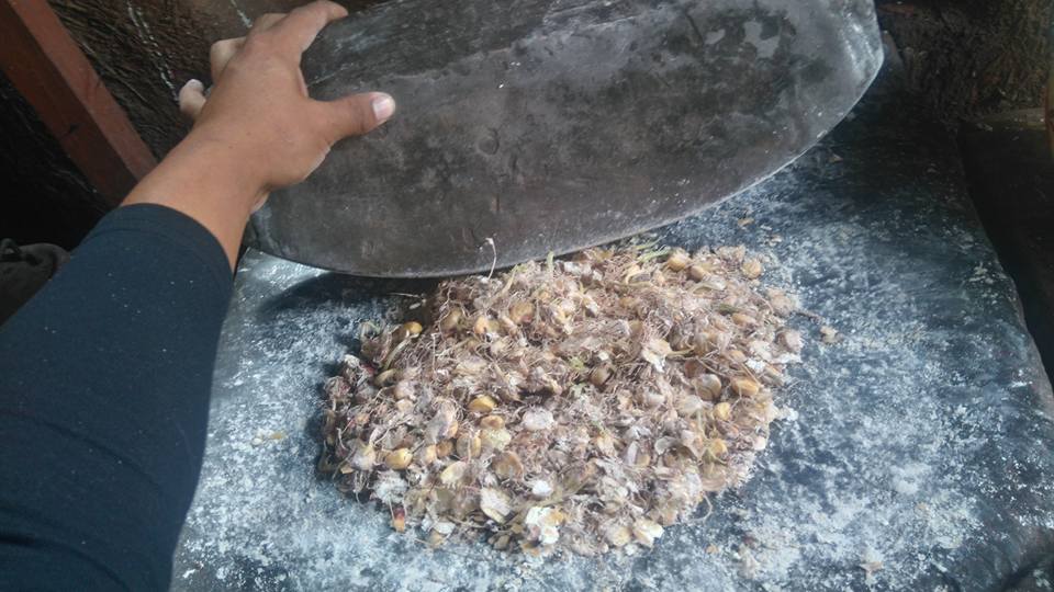 Grinding corn jora in a stone batan