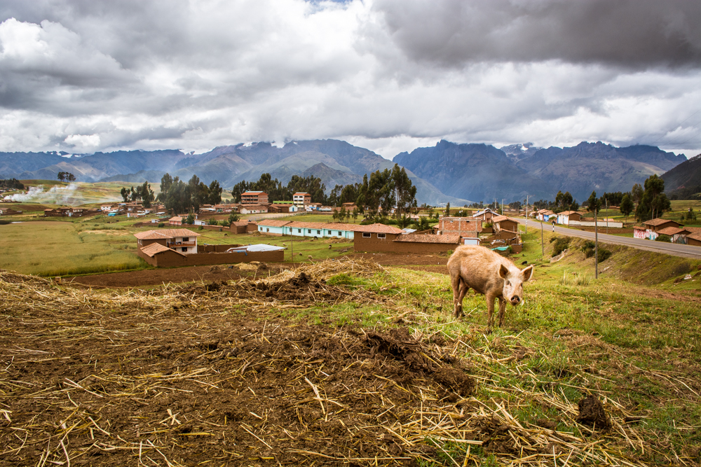 A Pork in Chinchero (Photo:Walter Coraza Morveli)
