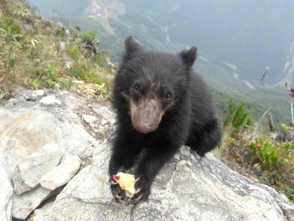 Pablito the bear in Machu Picchu (Photo: Fidelus Coraza Morveli)
