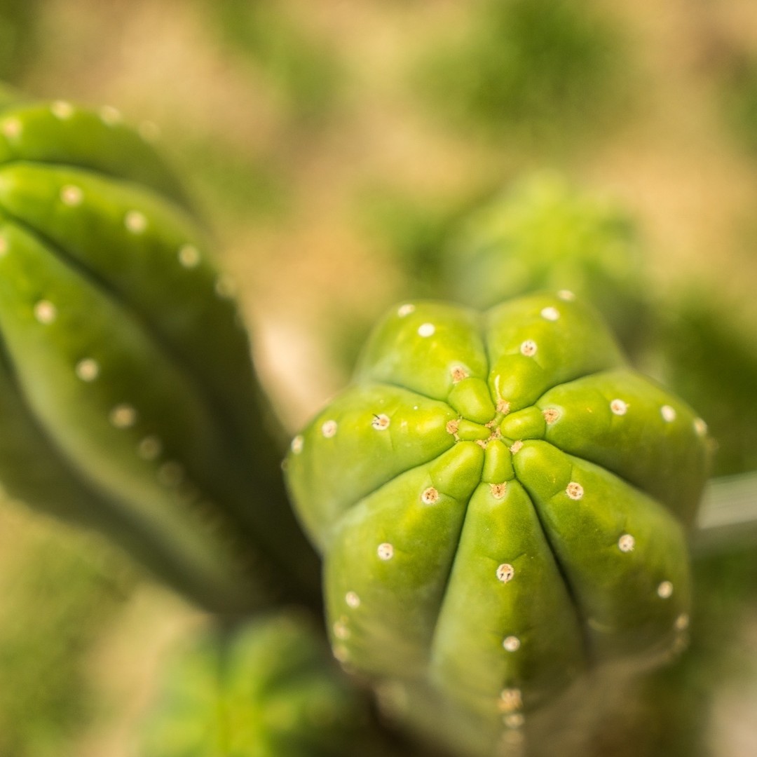 𝐖𝐚𝐜𝐡𝐮𝐦𝐚, 𝐌𝐞𝐝𝐢𝐜𝐢𝐧𝐚 𝐀𝐧𝐜𝐞𝐬𝐭𝐫𝐚𝐥 𝐩𝐚𝐫𝐚 𝐞𝐥 𝐂𝐮𝐞𝐫𝐩𝐨, 𝐌𝐞𝐧𝐭𝐞 𝐲 𝐄𝐬𝐩𝐢́𝐫𝐢𝐭𝐮 El wachuma es en esencia una medicina muy respetada en toda la cordillera de los andes y en el mundo entero, usada por los curanderos andinos para rituales de sanación guiados…