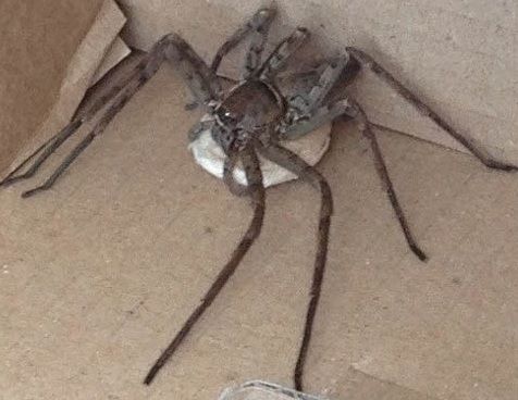 dating sites for marriage minded