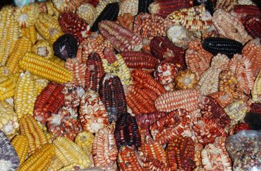 Rainbow of Dry Corn in the Market, Cuzco