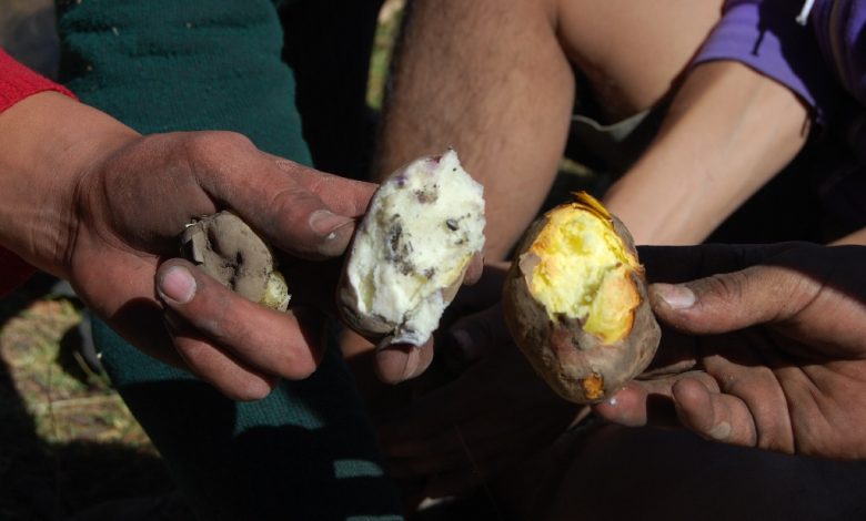Different Kinds of Potatoes as Huatia