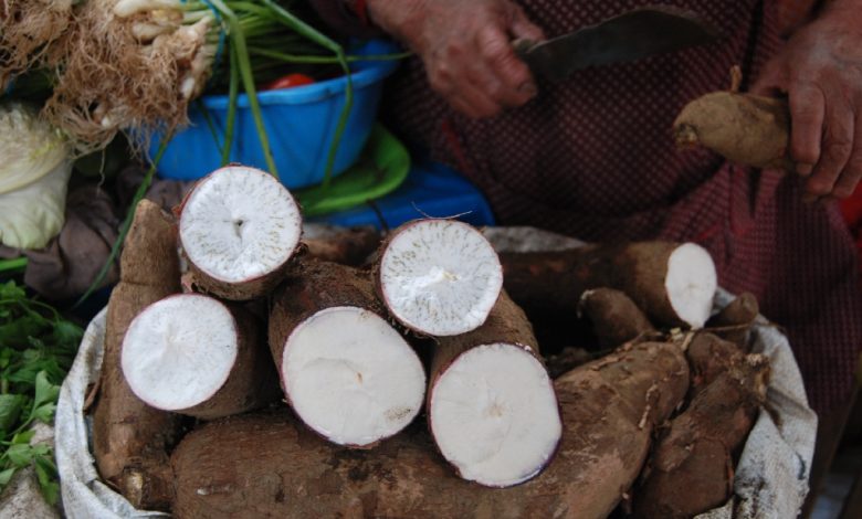 Fresh yuca for Sale in the Morning