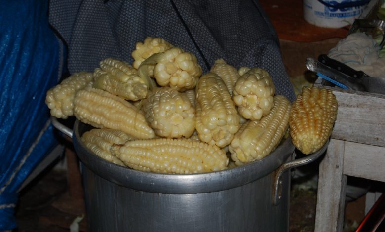 Peru's Native Corn Protected from Genetically Modified Seed
