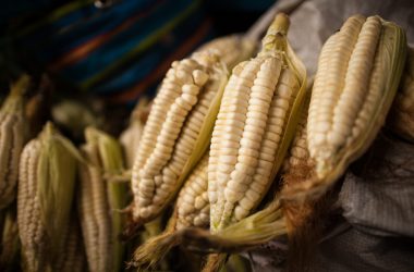 Fresh White Corn (Alonzo Riley)