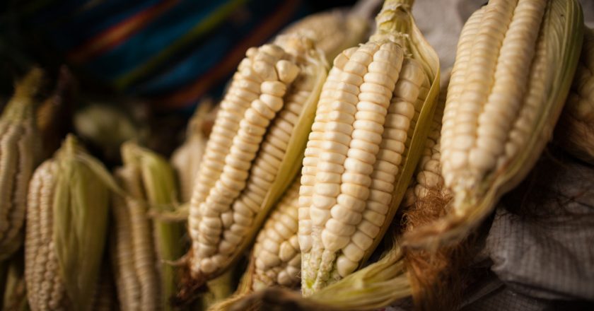 Fresh White Corn (Alonzo Riley)