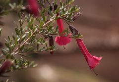 Cantuta Flowers (Photo: Alonzo Riley)