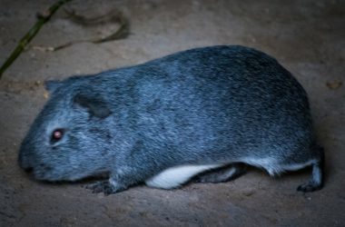 A Guinea Pig ( Photo: Wayra)