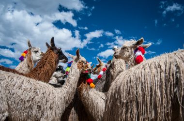 Alpacas and Llamas (Photo: Wayra)