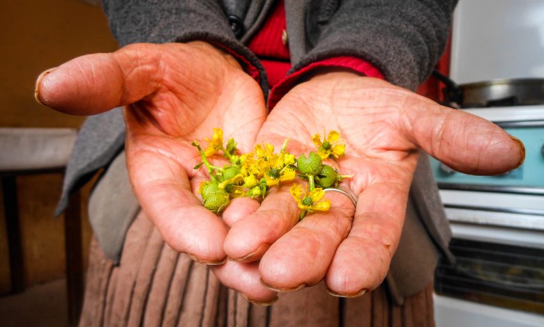 Carry Rue Flower and Its Seed on Your Wallet to Get Money (Photo: Walter Coraza M.)