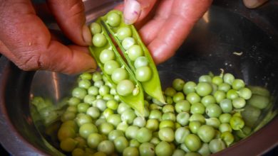 Fresh Peas, The Sacred Ingredient of Cuzco's Cuisine (Photo: Wayra)