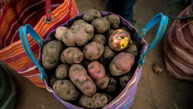 Huayro Potato from Cuzco (Photo: Walter Coraza)