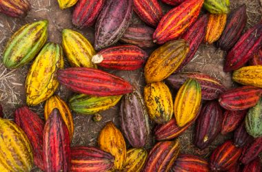 Pods of Peruvian Cacao (Photo: Walter Coraza Morveli)